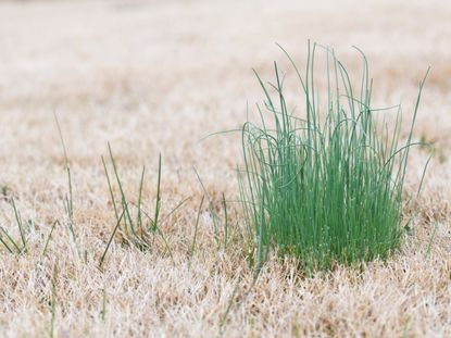 Wild Onion Plants