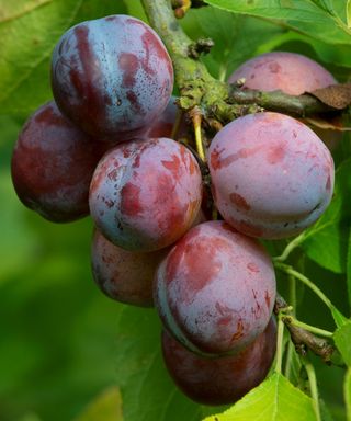 'Opal' plums ready to harvest