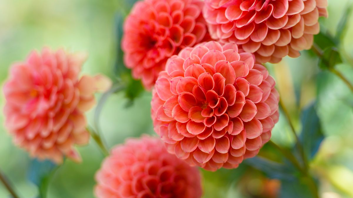 What Dahlias Need in October: 6 Easy Tasks for Plenty More Blooms and Winter-Ready Tubers