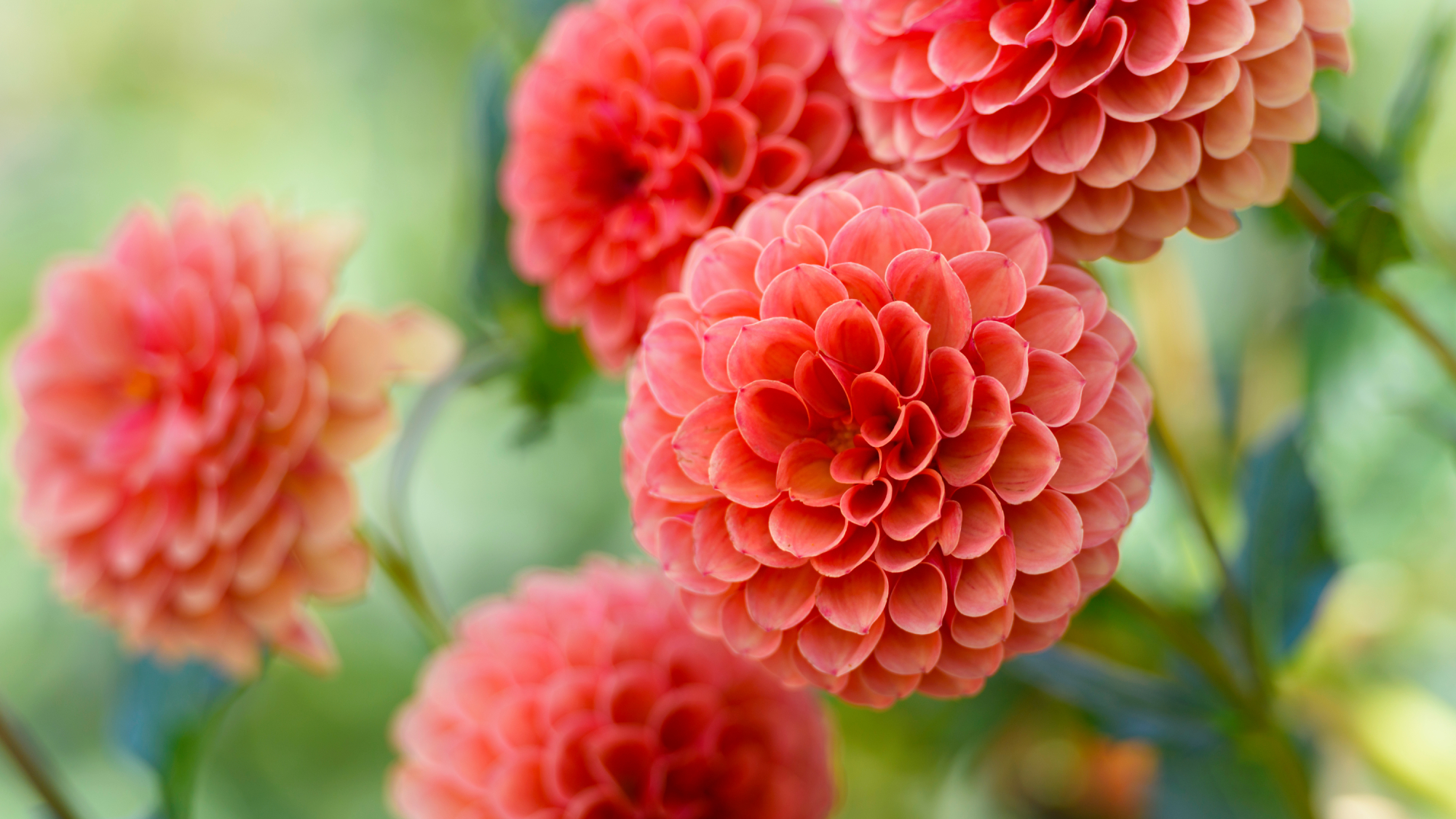 Beautiful pastel colored dahlias in fall.