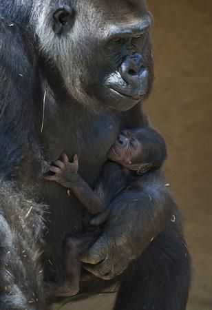 gorilla-baby-110711-02