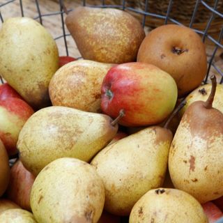 Freshly harvested apples and pears in metal basket