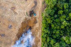 Deforestation, among other human activities, is threatening species' habitats.