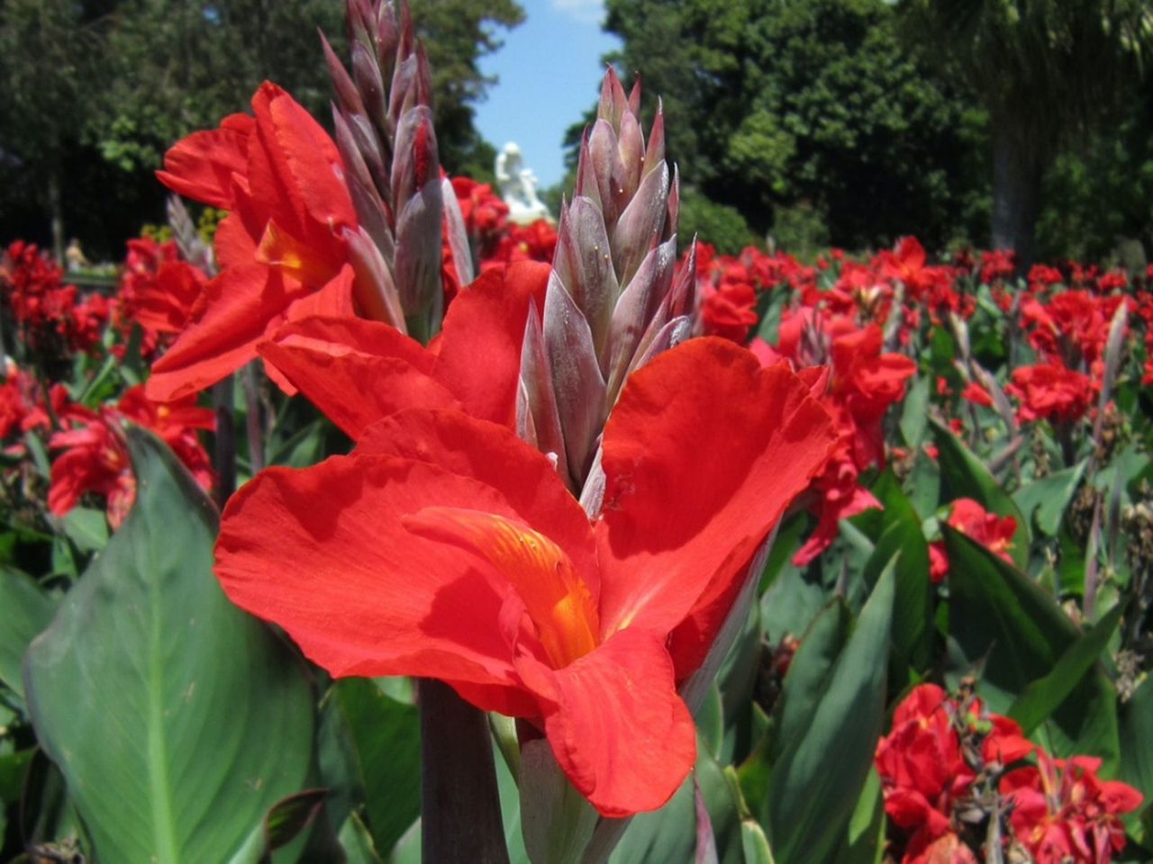 Red Canna Lilies