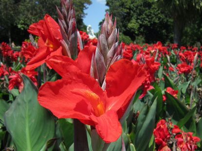 How to Lift and Store Canna Lilies for Winter