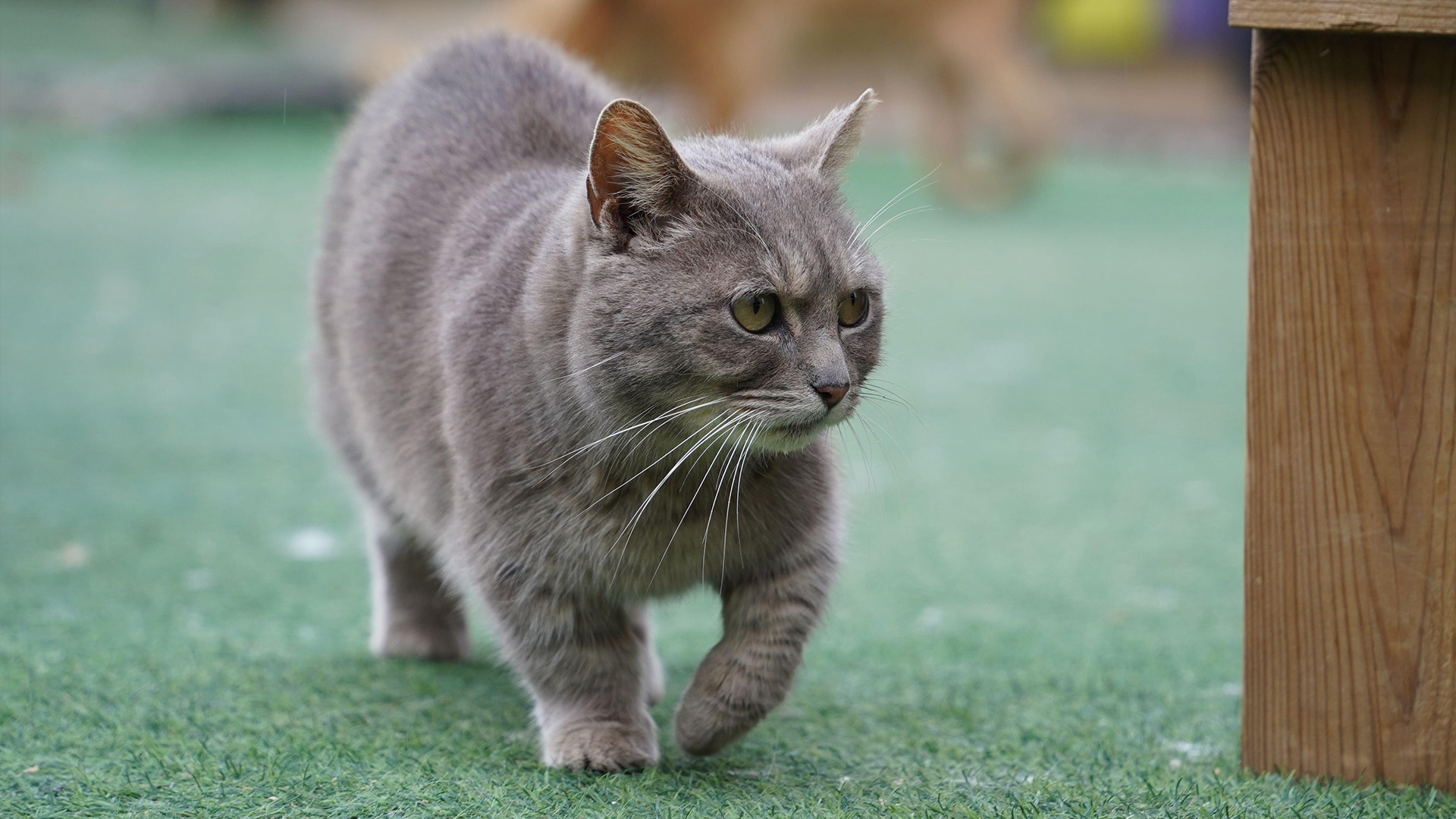 Munchkin cat with short legs walking