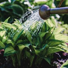 watering hosta plant in garden