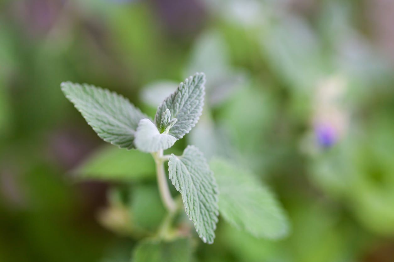 Catnip Plant