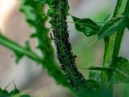 Ants Crawling on Leaves of a Green Plant