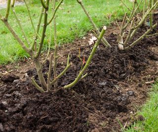 rose bushes mulched with manure