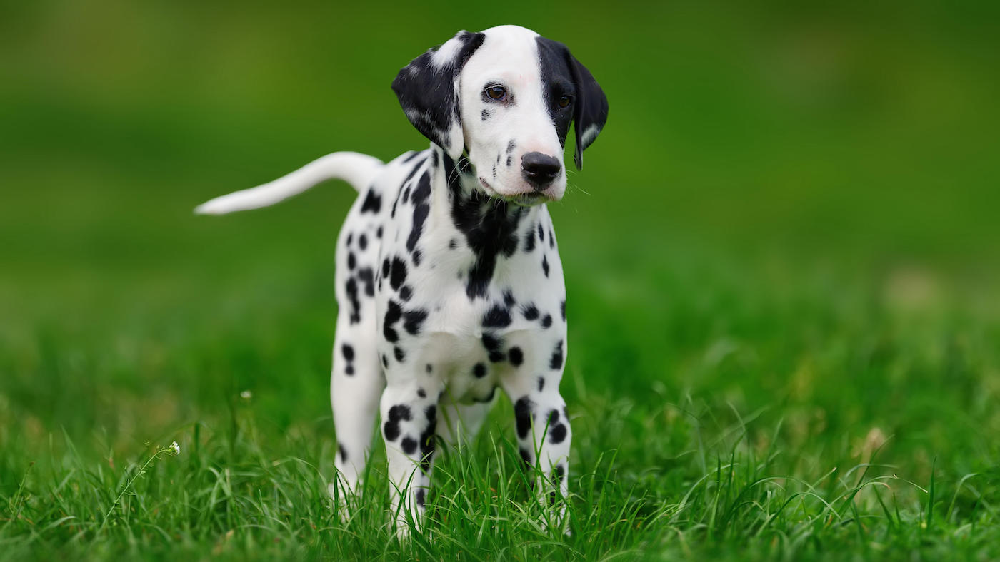 Funny dog names: Dalmatian with interesting markings
