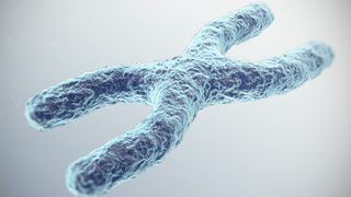 An illustration of the X chromosome in blue against a white/grey background.