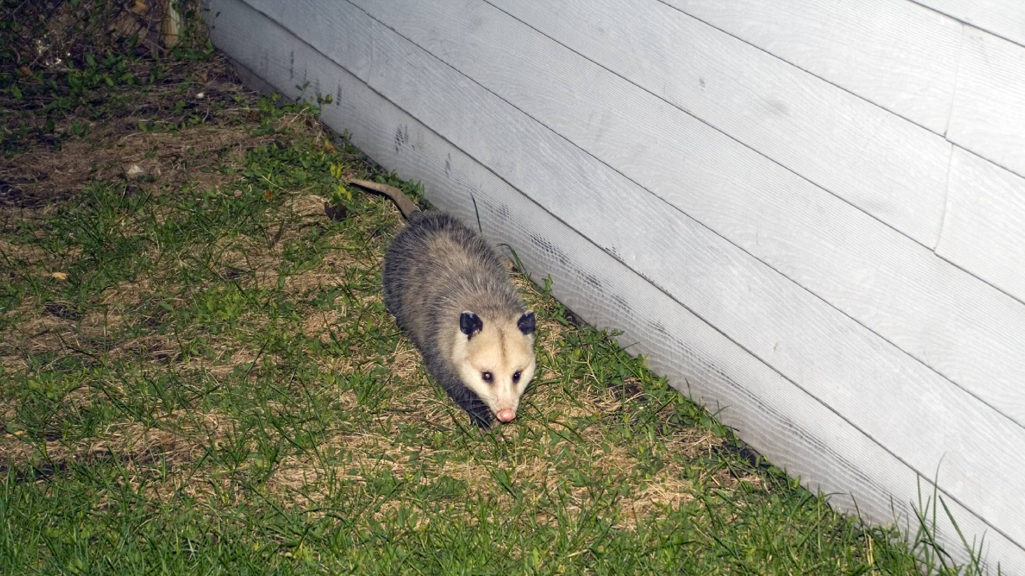 A wild opossum exploring a yard along the foundation of a house