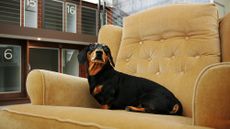 Dog sofa Amazon Prime Day 2020