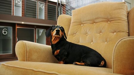 Dog sofa Amazon Prime Day 2020