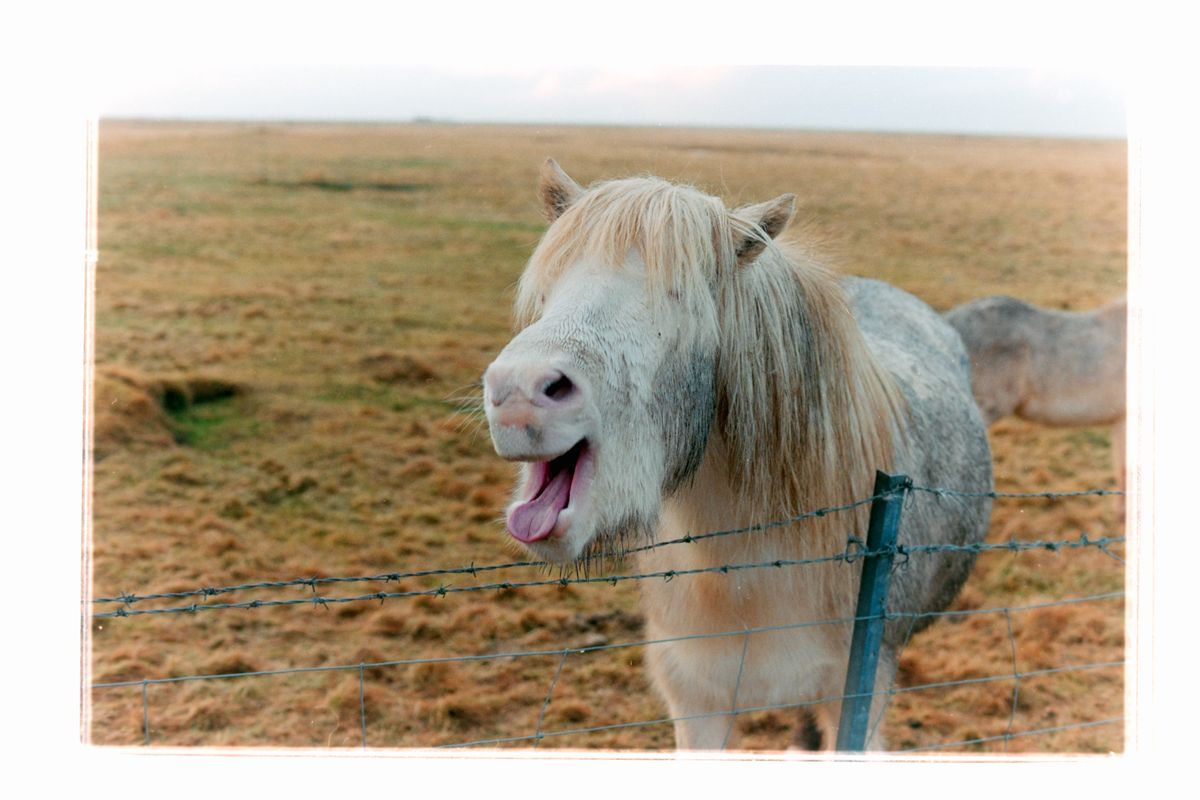 Icelandic pony braying over a fence from a field