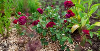 Red rose bush with mulch around the soil to help keep the flowers for longer