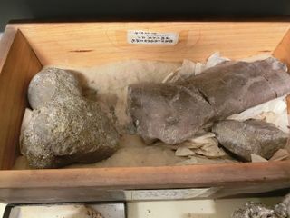 The box where researchers found the mysterious Paleoparadoxia fossil.