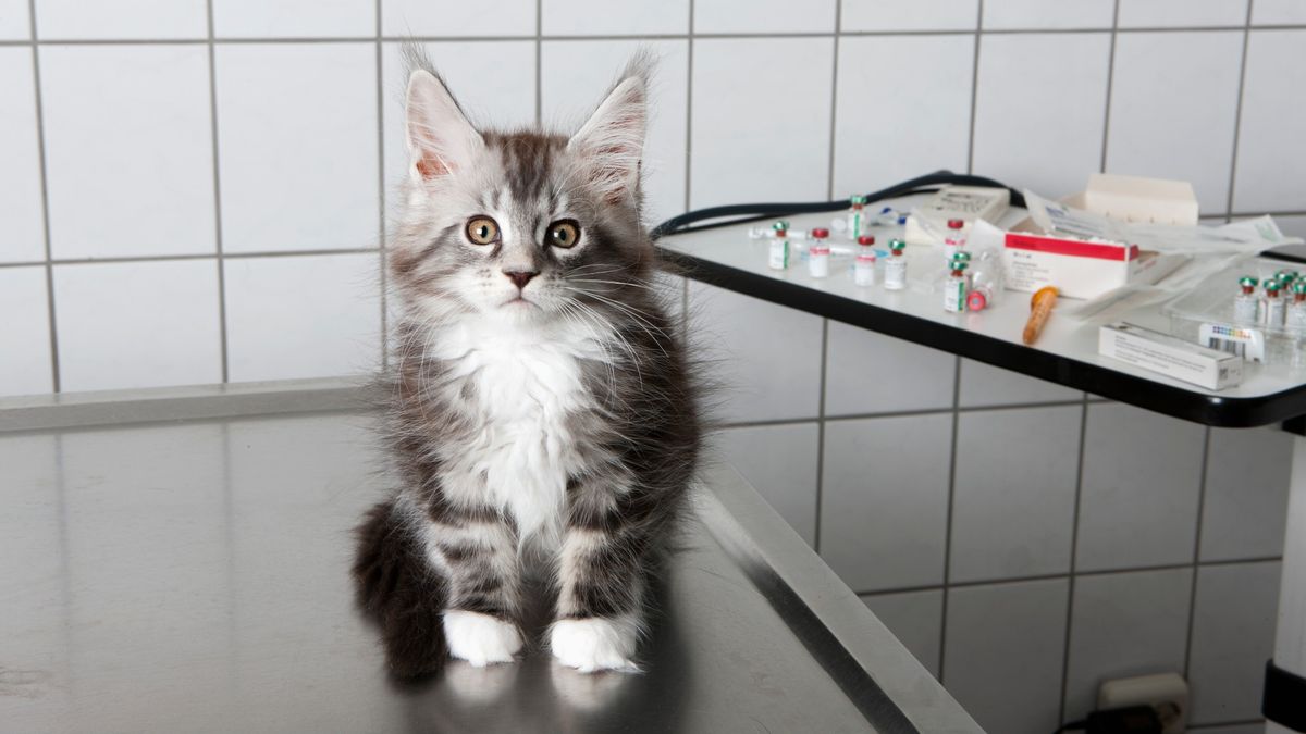 Does pet insurance cover spaying? Portrait of kitten sitting on steel table at vet 