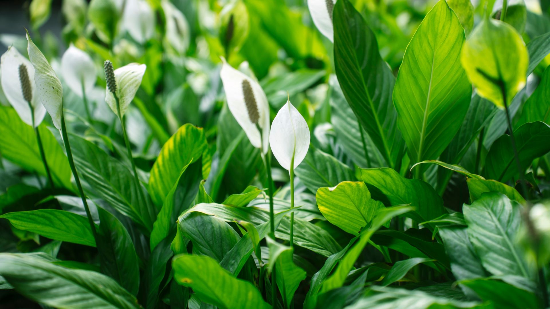 picture of multiple peace lily plants in garden centre