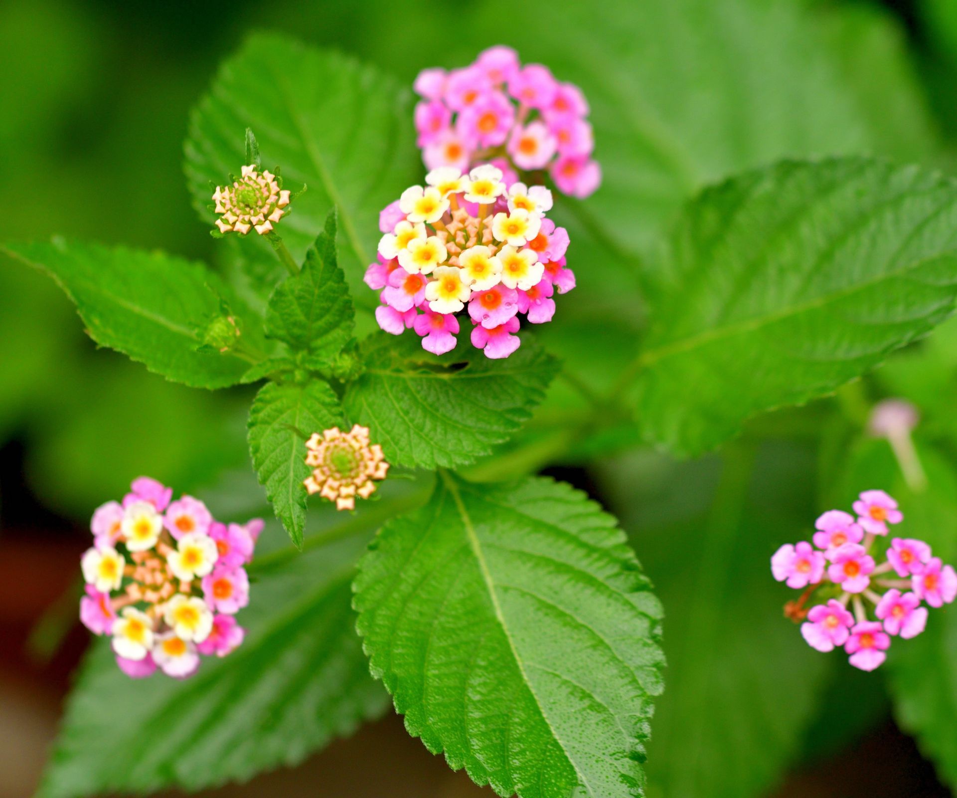 Expert tips for when and how to prune lantana plants | Homes & Gardens