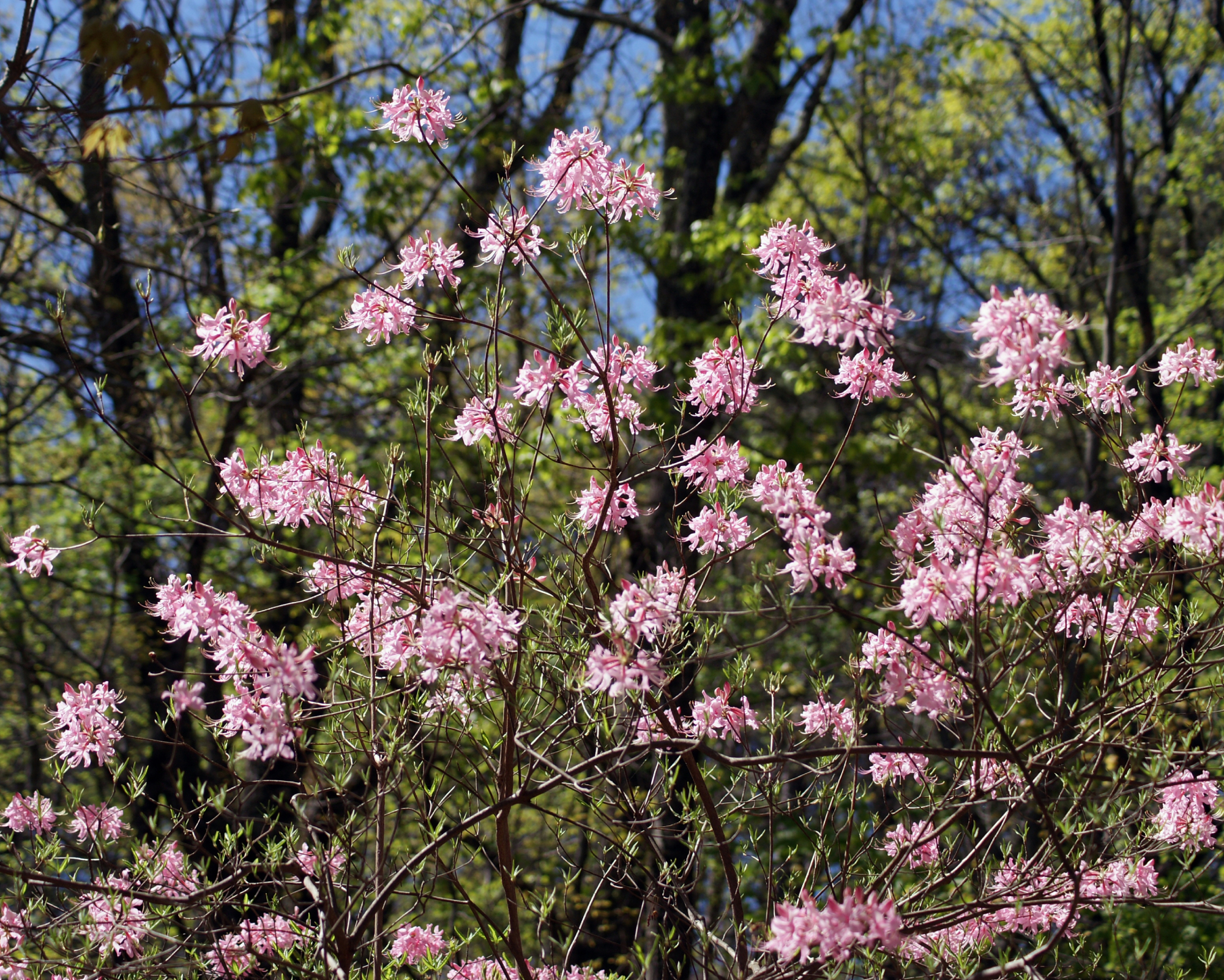 light pink blossoms on bare branches