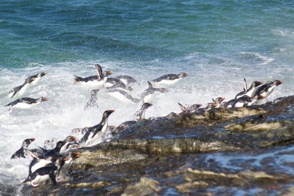 Quest for Survival: Photos of Incredible Animal Migrations: Page 2 ...