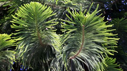 Norfolk island pine showing healthy foliage