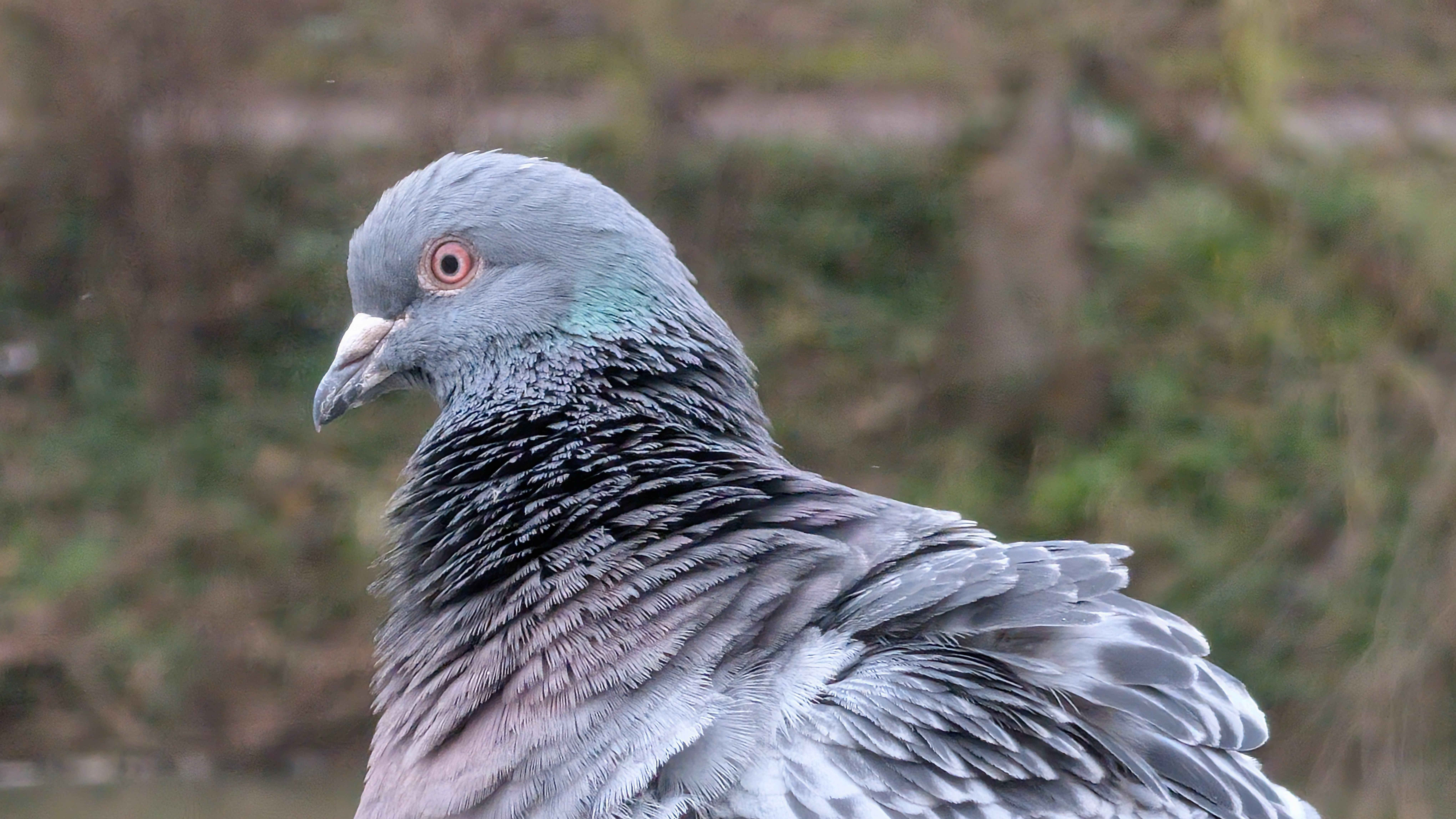 A photo of a bird taken on a Google Pixel 10 Pro XL