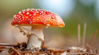 fly agaric growing in wood