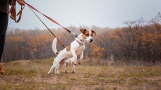 Jack Russell Terrier lunging while on leash