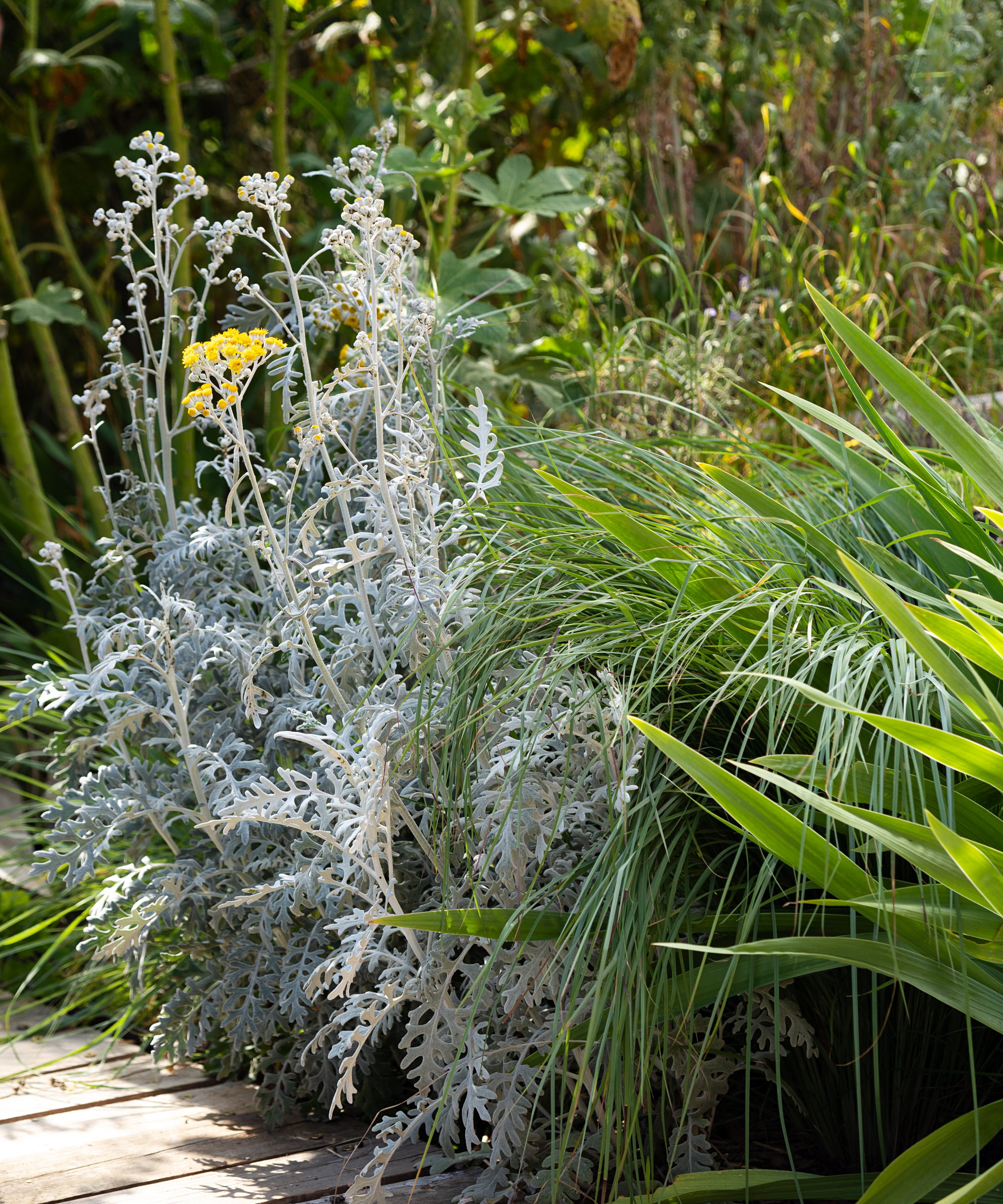 Yellow flowering Silver Ragwort and ornamental grasses in a garden