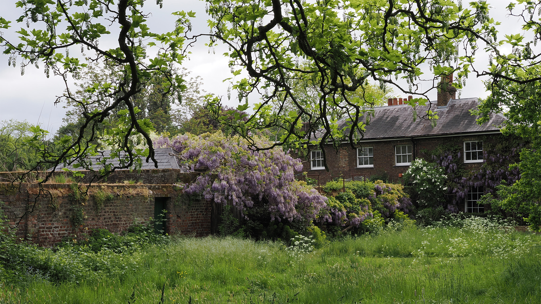 a house among wisteria trees
