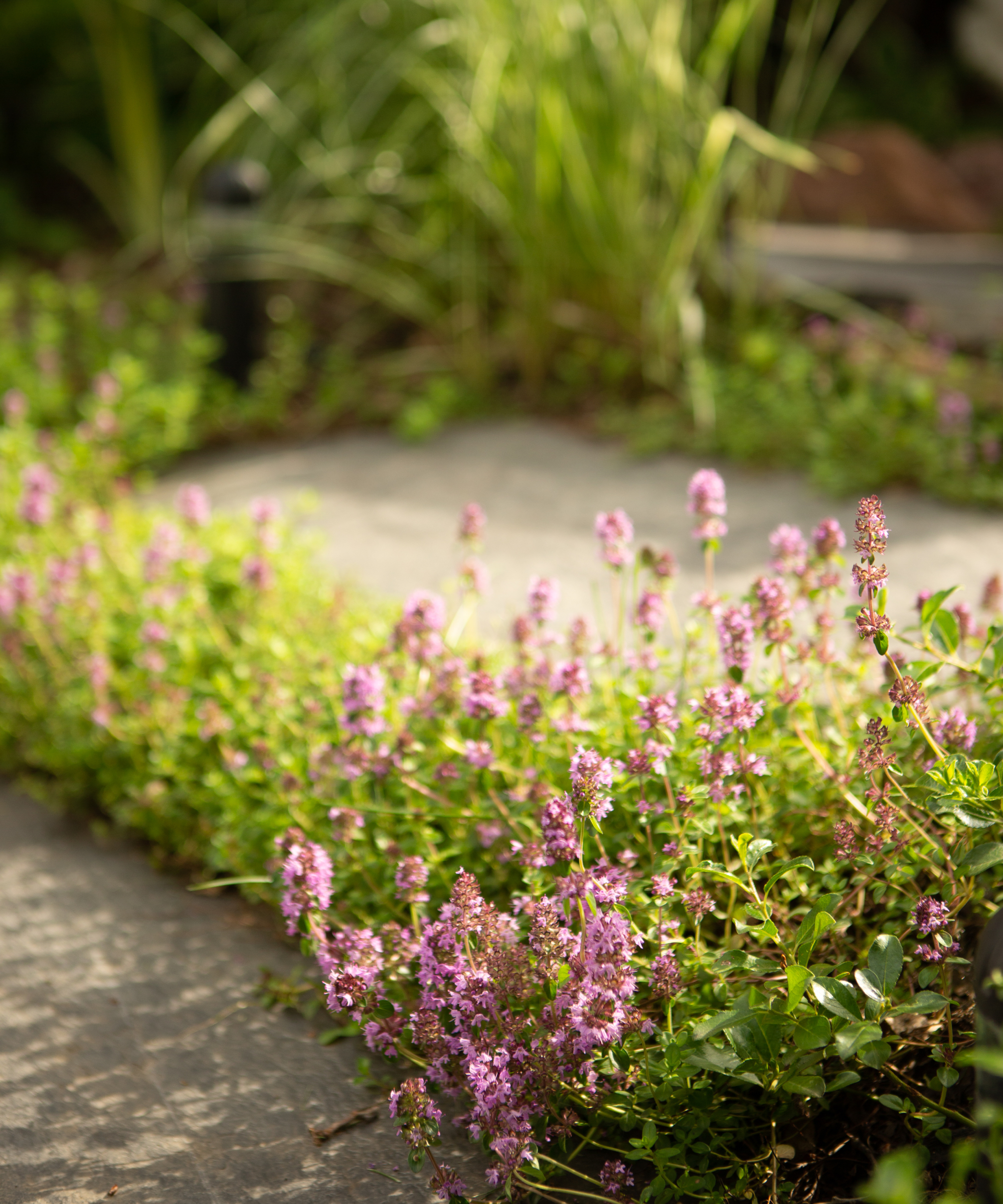 creeping thyme Thymus serpyllum growing between garden pavers to create an aromatic path