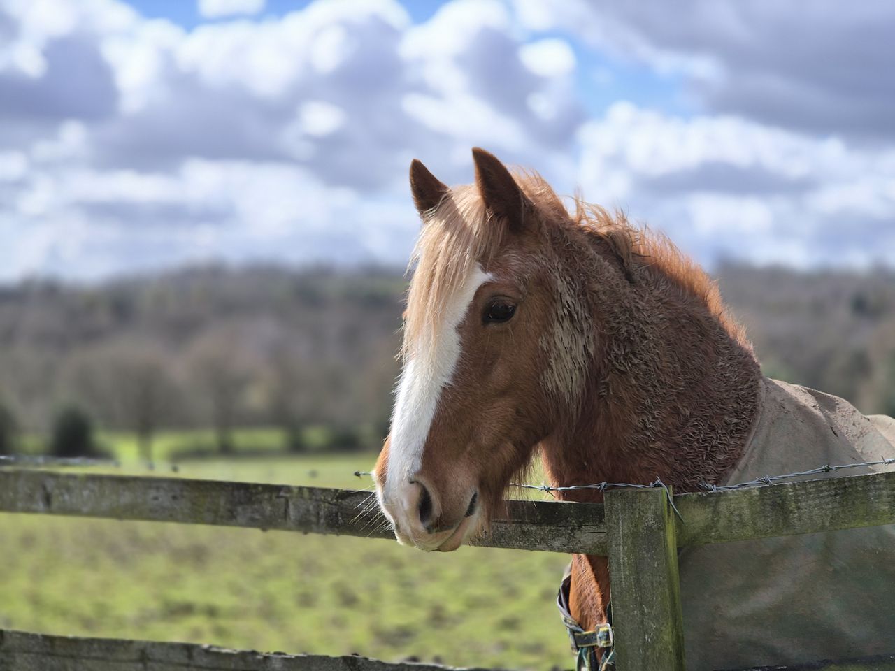 A horse behind a wooden fence