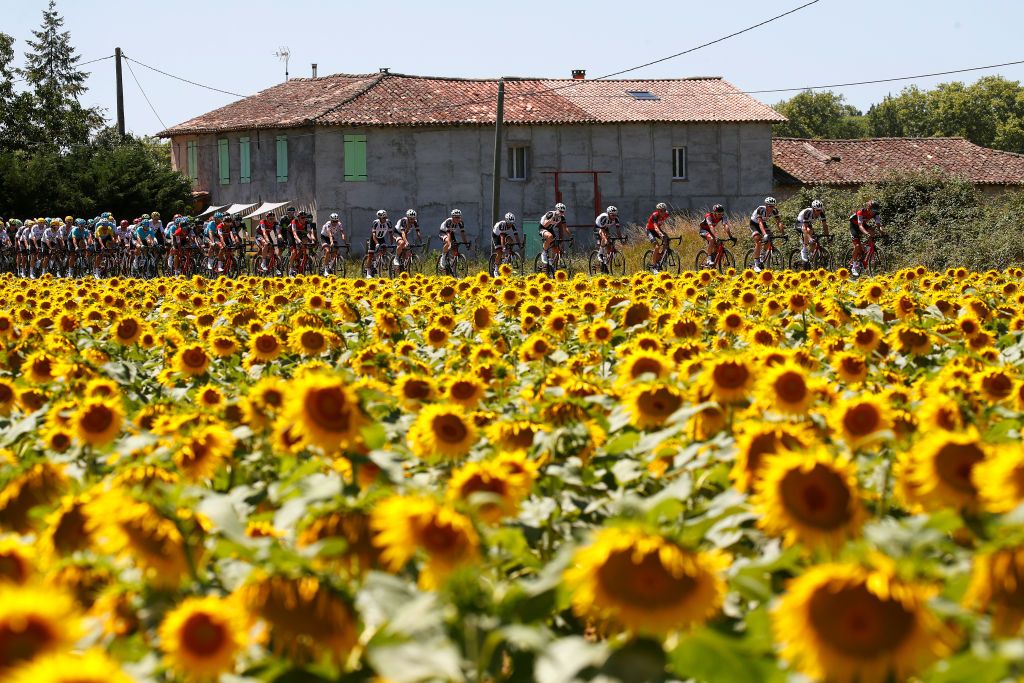 Sunflowers on stage 14 of the Tour de France