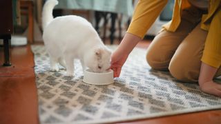 Woman kneeling on the floor while handing a white cat a bowl of food