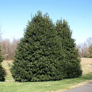 American HollyIlex opaca 'Satyr Hill'