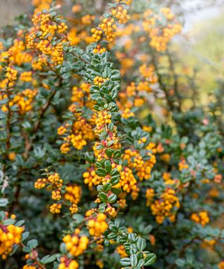 orange fall berries on a pyracantha shrub