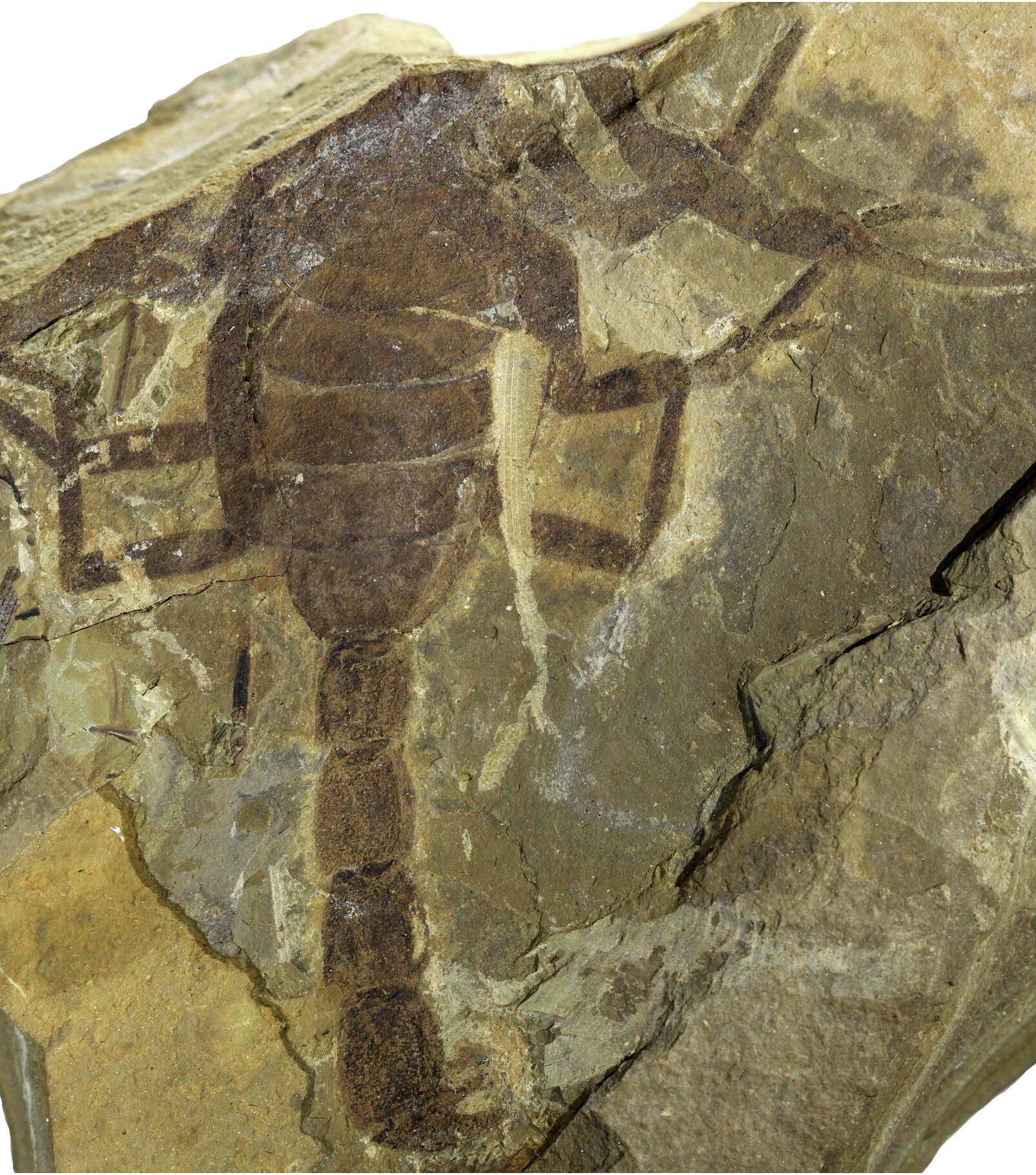 Scorpion fossil.