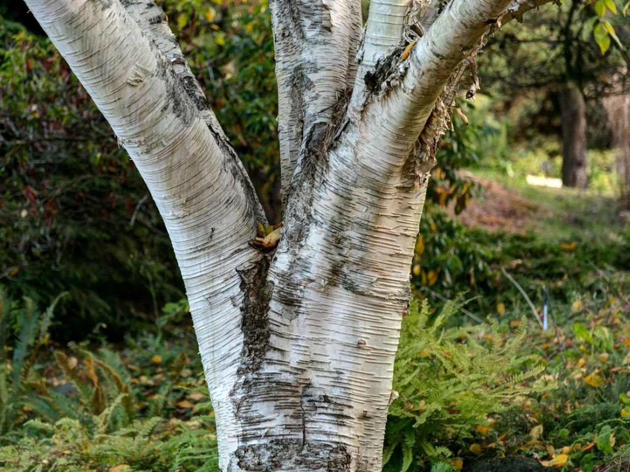 Closeup of a forking trunk of a Himalayan birch tree