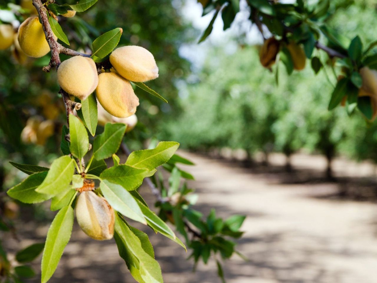 Close up of Almonds Growing on a tree in an Orchard