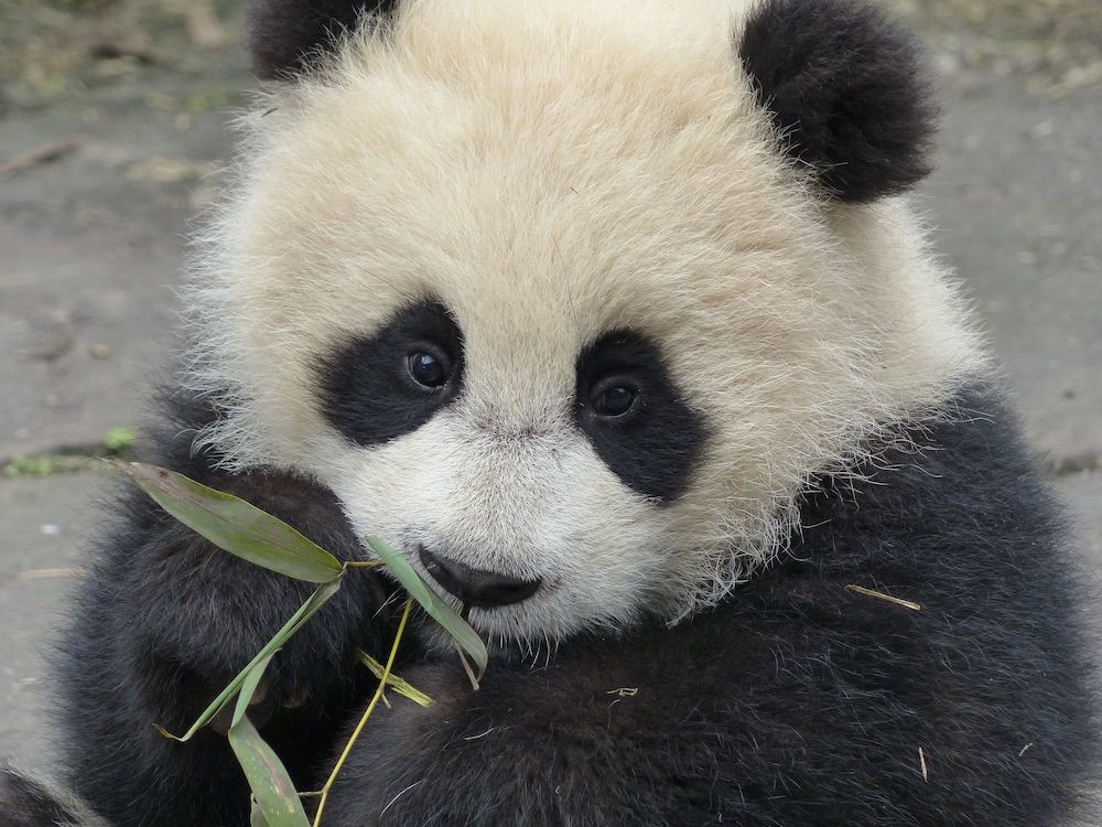 Here, a cub eats bamboo shoots at the Bifengxia Chinese Conservation and Research Center for the Giant Panda in Sichuan, China.