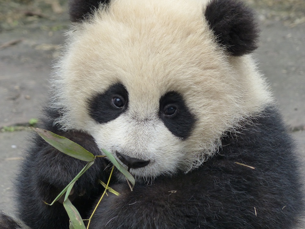 The Key To Making Baby Pandas Love Live Science