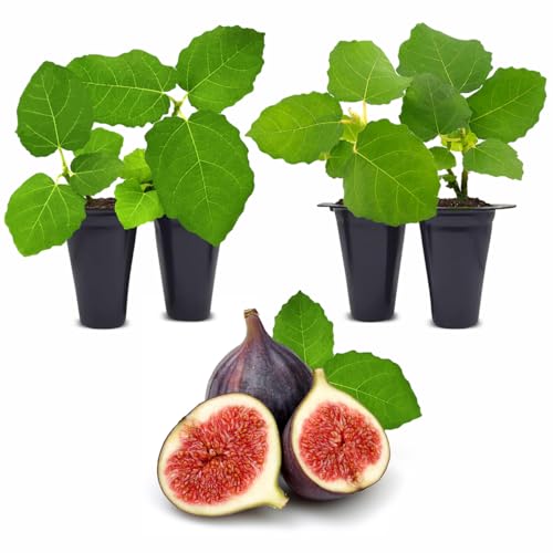 Fig Tree Chicago Hardy Live Plant (4 Pack) Cold-Hardy Live Plants to -10&amp;deg;f | Easy to Grow Plants | Edible Fruit Plant | Grow Your Own Food on Your Edible Organic Garden| Live for Planting.