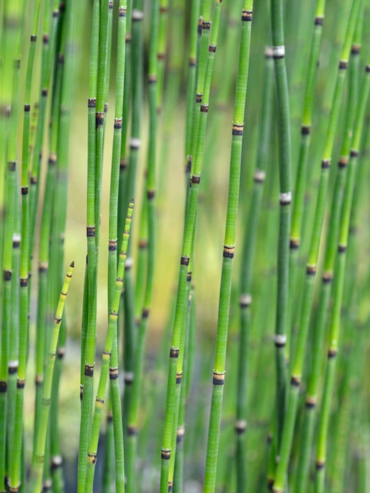 Zone 5 Water Plants