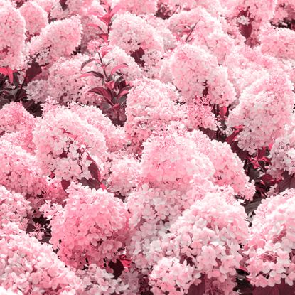 Pink Annabelle hydrangea with pink flower heads
