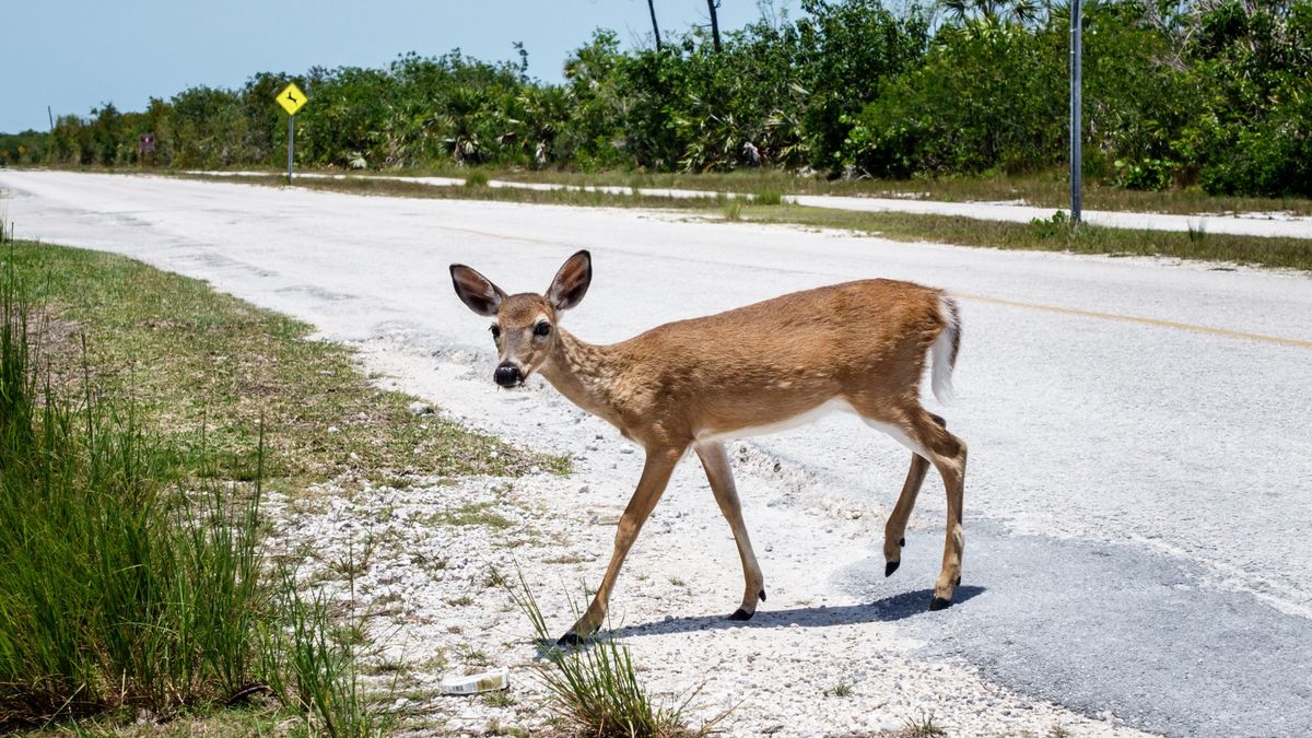 Climate change is threatening Florida’s Key deer