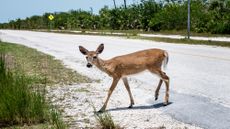 A Key deer crosses the road in the Florida Keys.