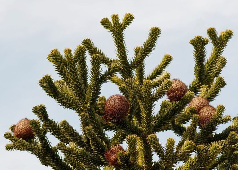 Growing Conifers In Zone 9 Choosing Conifer Trees For Zone 9 Gardens